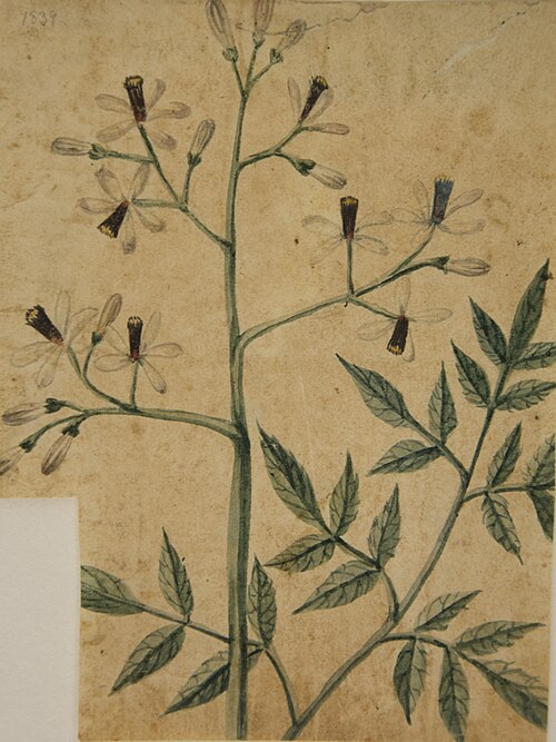 Desenho de Planta - Álbum M A B A D - Prancha N.6, 1900, 