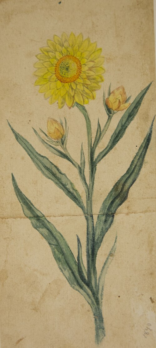 Desenho de Plantas - Álbum M A B A D - Prancha N.6, 1840, 