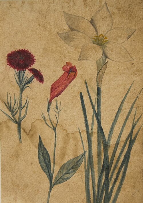 Desenho de Planta - Álbum M A B A D - Prancha N.7, 1843, 