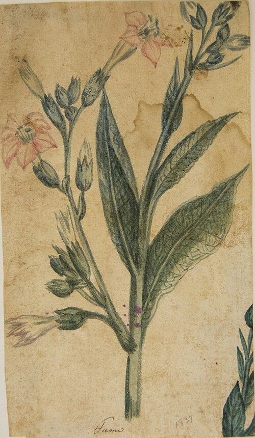 Fumo - Álbum M A B A D - Prancha N.7, 1839, 