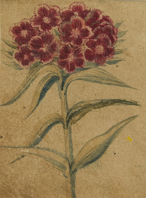 Desenho de Planta - Álbum M A B A D - Prancha N.7, 1900, 