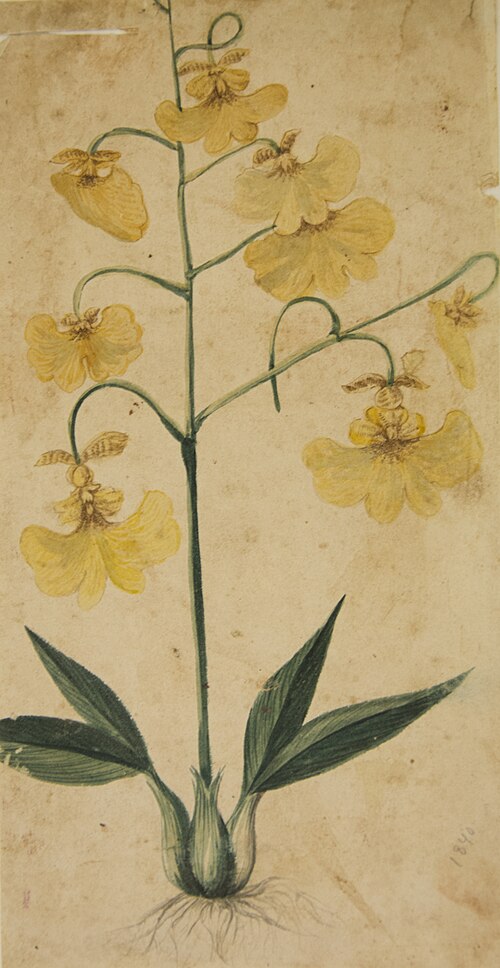 Desenho de Plantas - Álbum M A B A D - Prancha N.2, 1900, 
