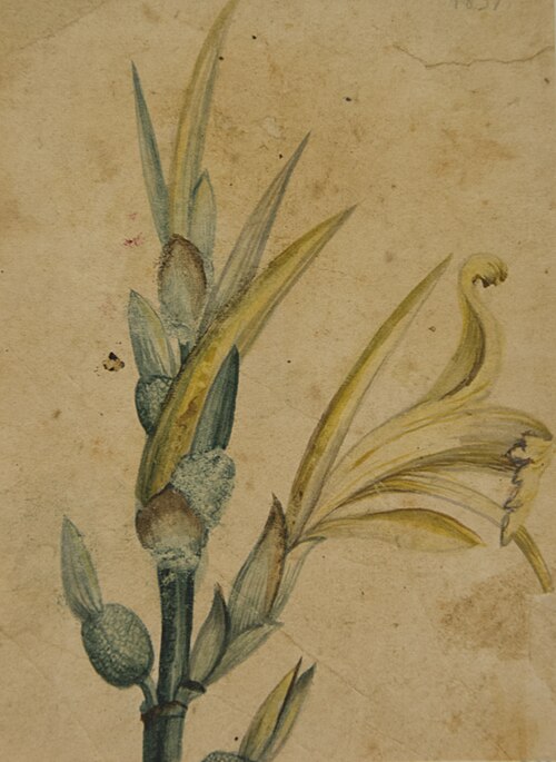 Desenho de Planta - Álbum M A B A D - Prancha N.2, 1900, 
