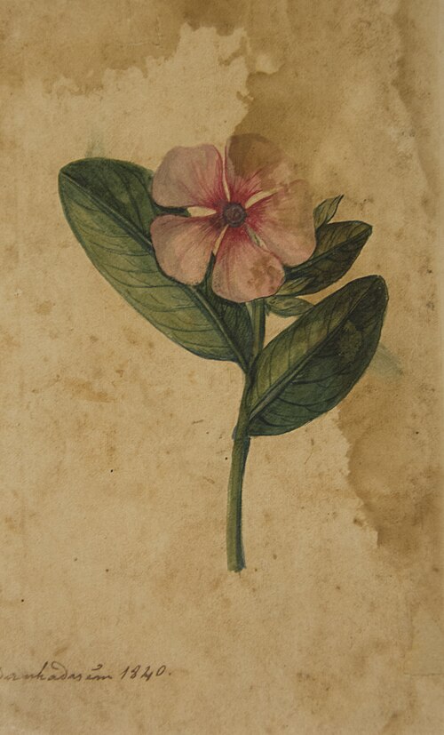 Desenho de Plantas - Álbum M A B A D - Prancha N.2, 1840, 
