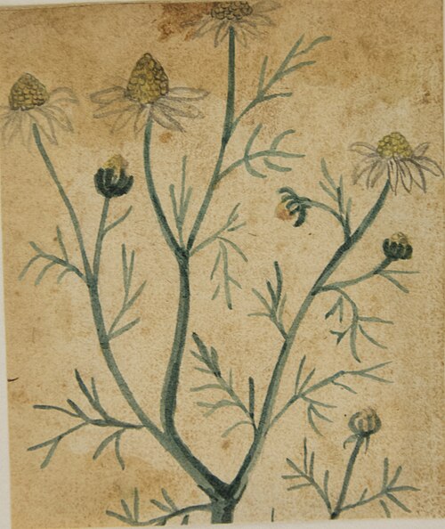 Desenho de Planta - Álbum M A B A D - Prancha N.7, 1900, 
