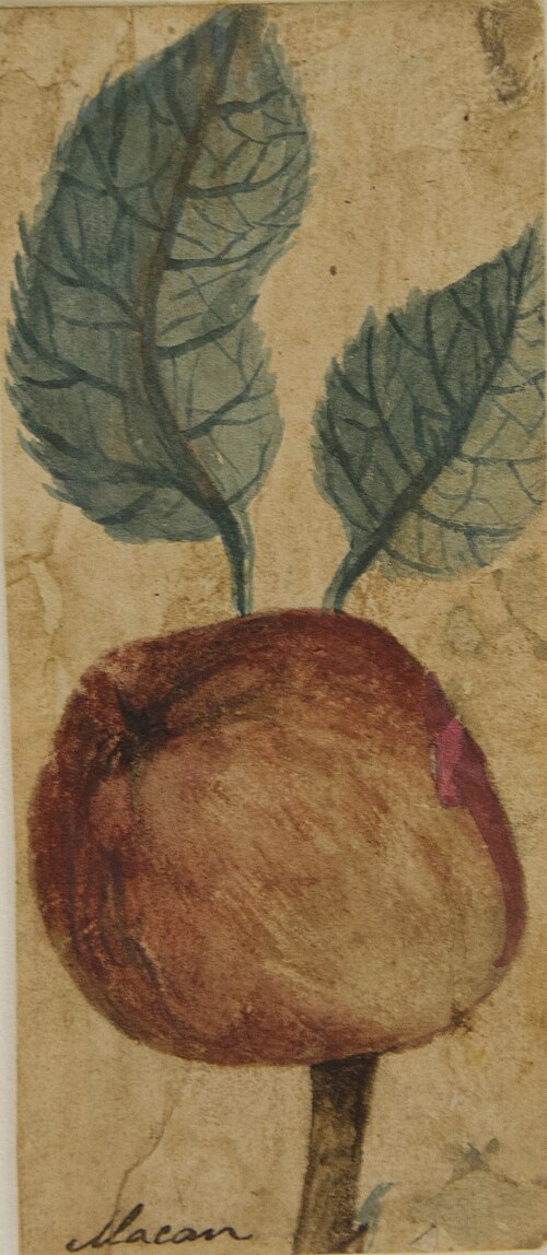 Desenho de Planta - Álbum M A B A D - Prancha N.7, 1900, 