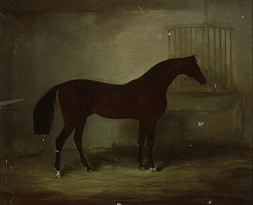Buscot Buck in stable, 1860, 