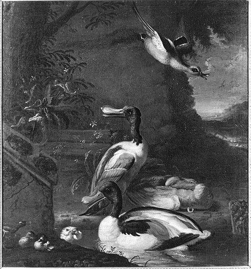 Geflügelstück mit Löffelenten, 1650, Jacob van Oolen