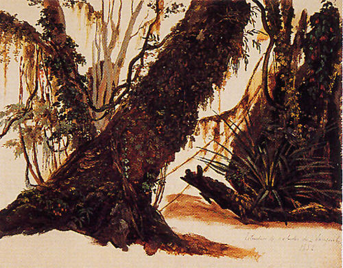 Estudio de árboles de Llanquihue, 1852, Carl Alexander Simon