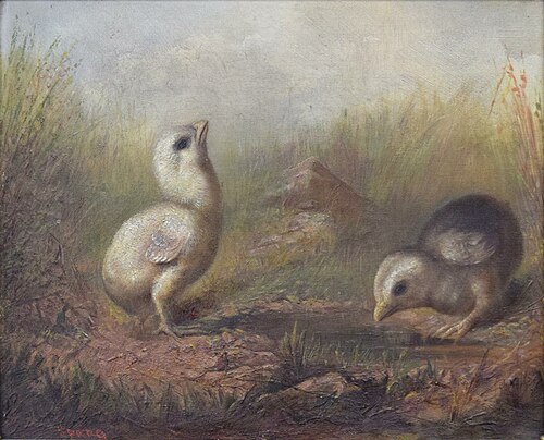 Chicks, , Frederick A. Spang