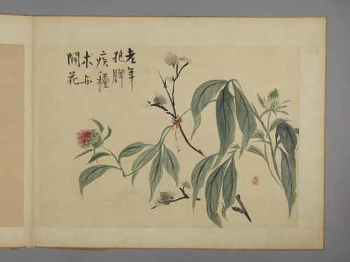 华喦花卉图册, , Hua Yan