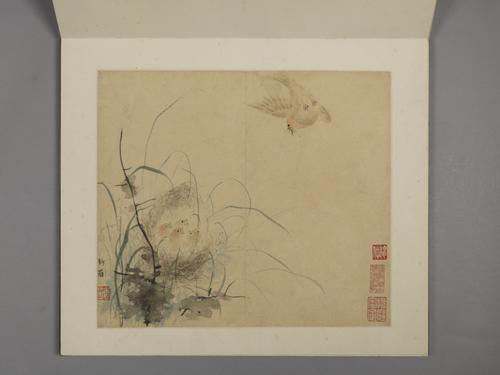 华喦花鸟册, , Hua Yan