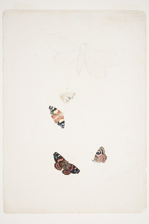 New Zealand Moths, 1861, Charles Heaphy