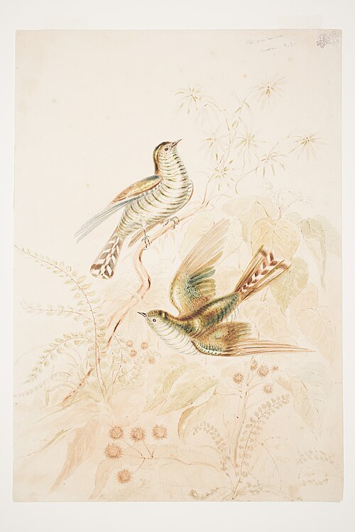Pipi wau rau roa [Pipiwharauroa] Cuckoo N.Z., 1853, Charles Heaphy