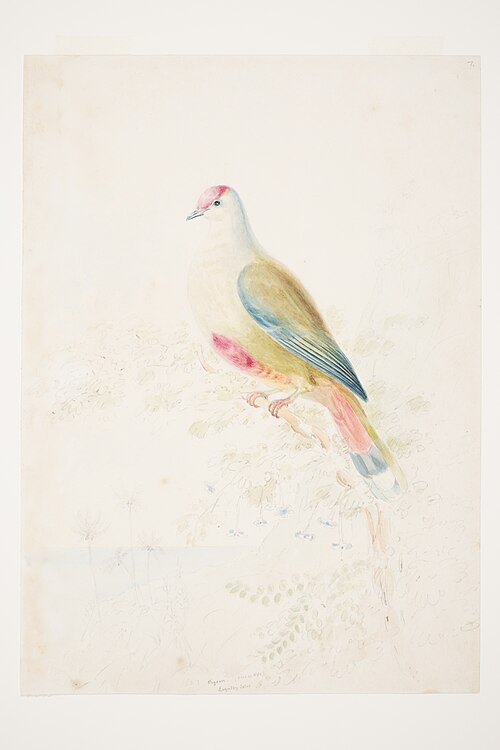 Pigeon (size of life) Loyalty Isles, 1853, Charles Heaphy