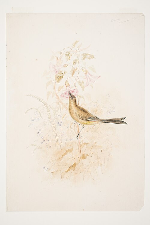 Kari Mako [Korimako] Mahurangi N.Z., 1853, Charles Heaphy