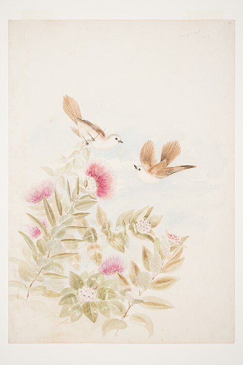 Pirangi rangi N.Z., 1853, Charles Heaphy