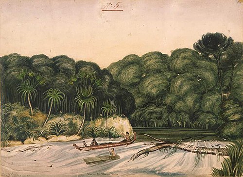 View on the Pelorus River., 1839, Charles Heaphy