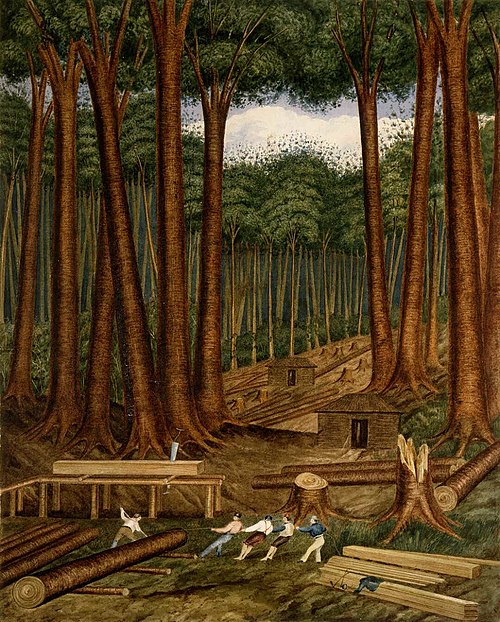 Kauri forest, Wairoa River, Kaipara. [1839], 1839, Charles Heaphy
