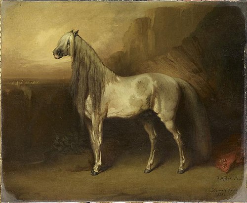 Baba-Ali, cheval arabe du général Henri d'Orléans, duc d'Aumale, 1852, Daniel Casey
