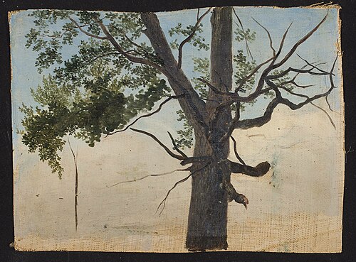 Solitary tree, , Chrystian Breslauer