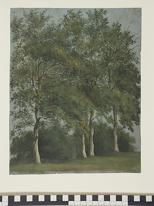 Studie van vier in het blad staande bomen, 1824, Jan Wessel van Delden