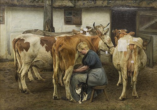 Milking the Cows. West Jutland, 1898, N.P. Mols