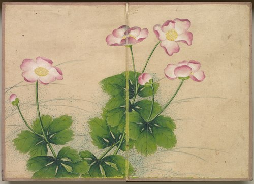 Desk Album: Flower and Bird Paintings (mallow flowers), 1750, Zhang Ruoai