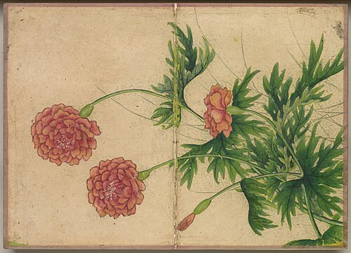 Desk Album: Flower and Bird Paintings (Peony), 1750, Zhang Ruoai