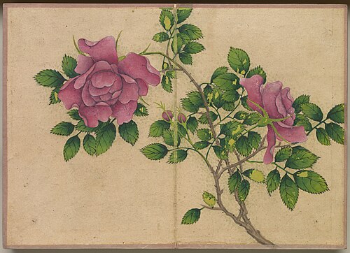 Desk Album: Flower and Bird Paintings (Rose), 1750, Zhang Ruoai