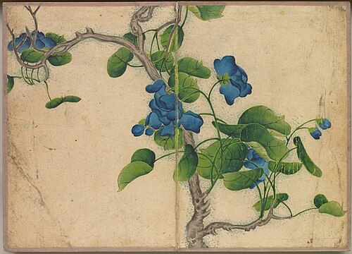 Desk Album: Flower and Bird Paintings (Climbing Blue Flowers), 1750, Zhang Ruoai