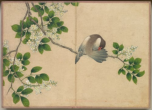 Desk Album: Flower and Bird Paintings (Preening Bird), 1750, Zhang Ruoai