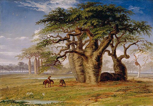 Group of Gouty Stem Trees, Adansonia gregorii F. Muell., on the Baines River, North West Australia, 1857, Thomas Baines