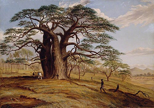 A Baobab near the Bank of the Lue, 1858, Thomas Baines