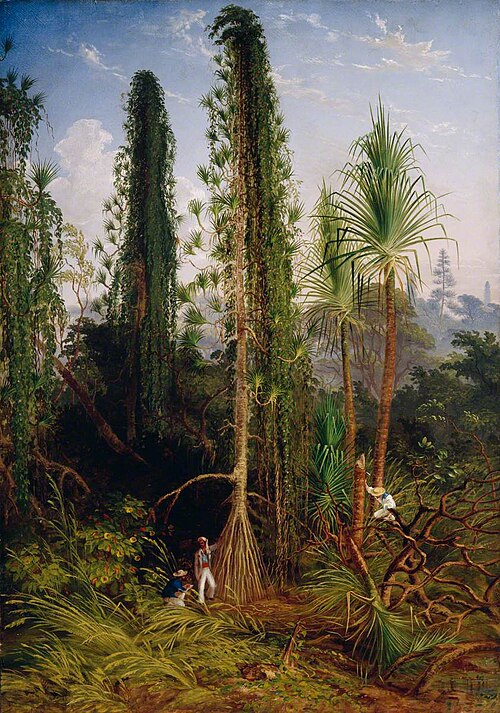 Pandanus, 1859, Thomas Baines