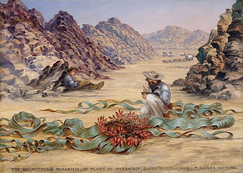 The welwitschia mirabilis, 1861, Thomas Baines
