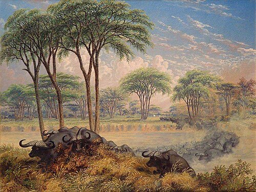 Herd of Buffalo chased across the Macloutsie River, 1871, Thomas Baines