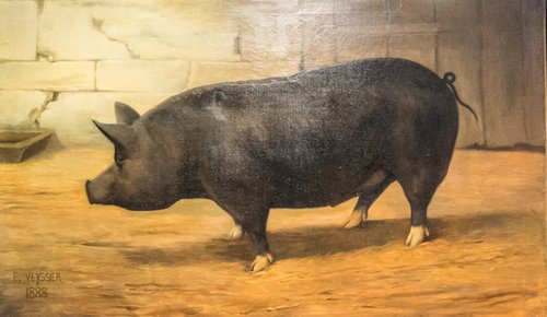 Porc Berkshire (D992.0002.19), 1888, Pierre Auguste Veyssier