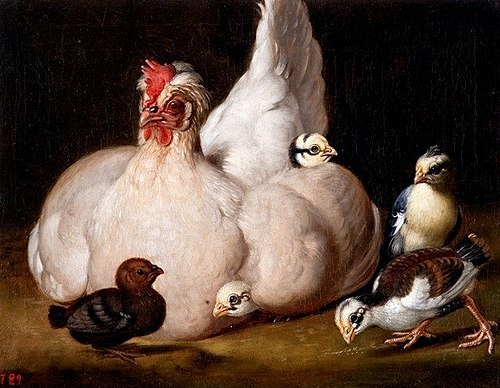White hen with chickens, 1750, Anton Ignaz Hamilton