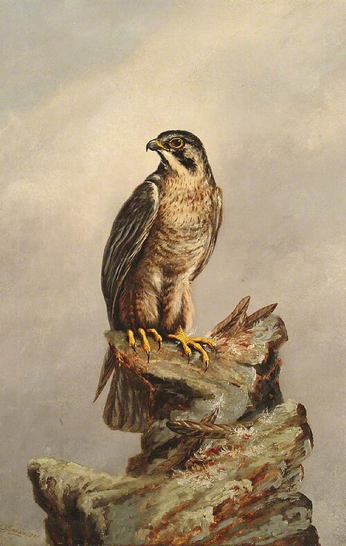 Birds of Prey, Kestrel, 1881, Denham Jordan