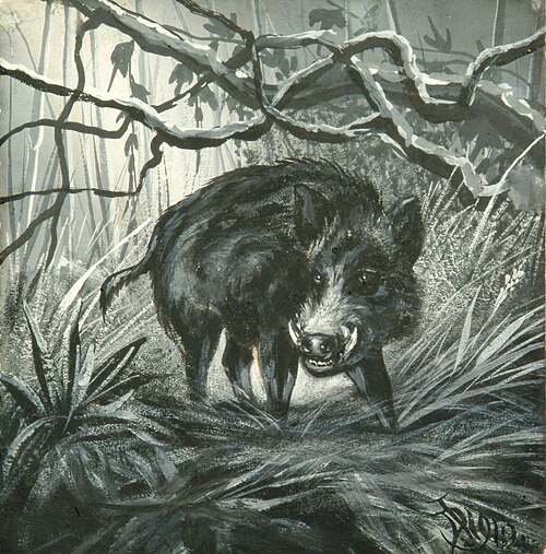 Boar, 1919, Denham Jordan