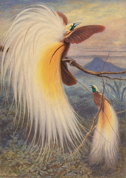 Birds of Paradise, 1862, Thomas William Wood