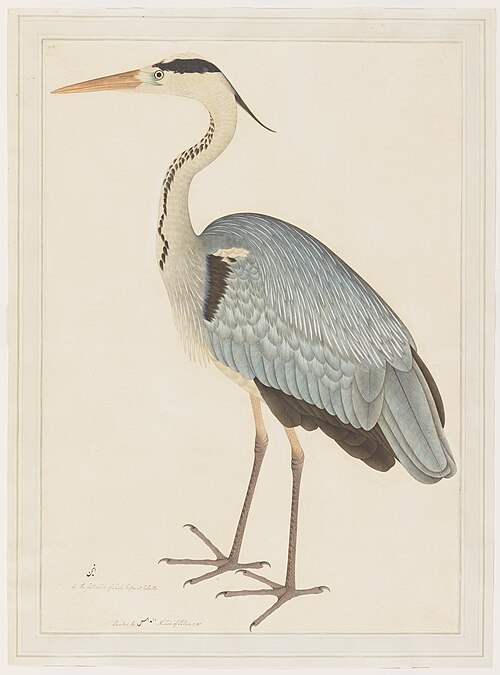 Grey Heron, 1781, Ramdas