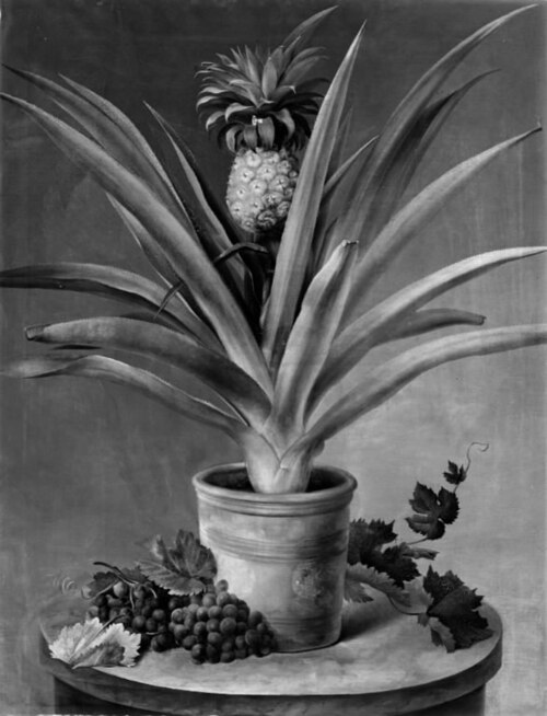En ananas i urtepotte og druer på et stenbord, 1825, Hermania Neergaard