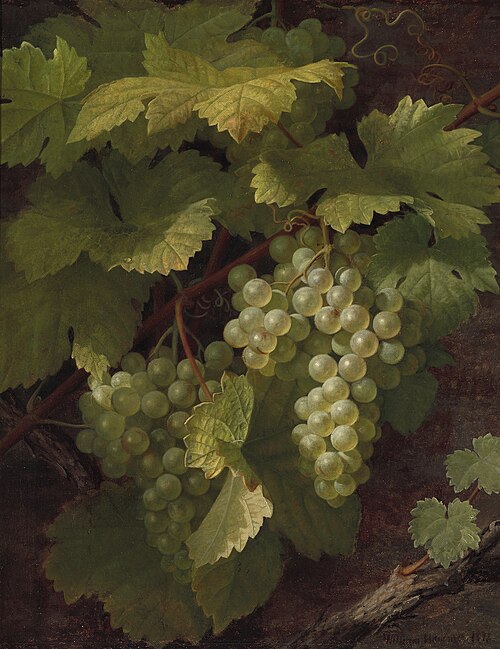Green grapes, 1878, William Hammer