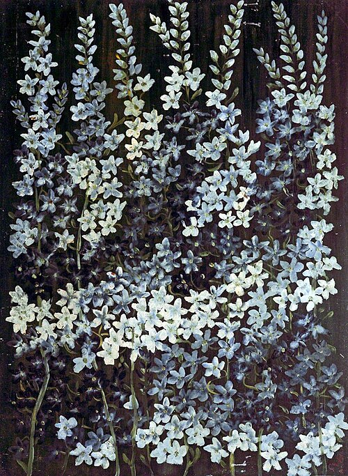 Study of Delphiniums, , Caroline Emily Gray Hill