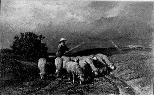Herder met schapen, 1864, Charles Jacque