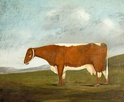 'Longhorn Beauty', , John Boultbee