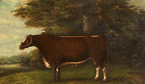 'Garrick', Son of 'Shakespear' and 'Broken-Horned Beauty', , John Boultbee