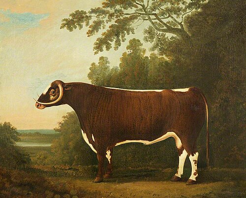 Longhorn Bull, , John Boultbee